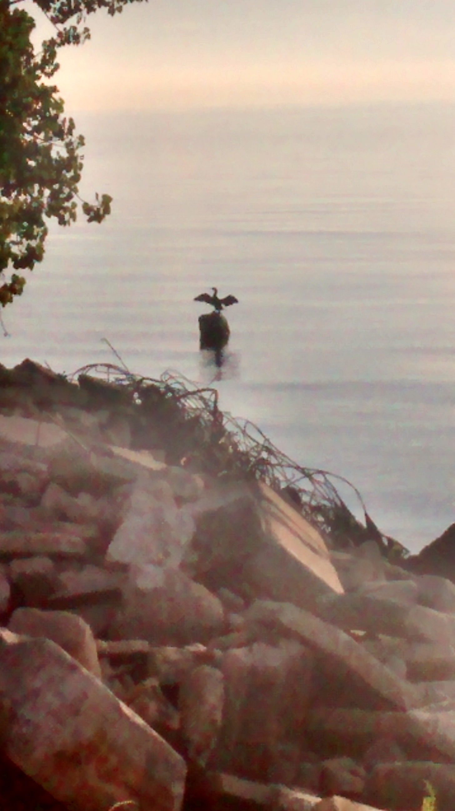 Photo of a double crested cormorant